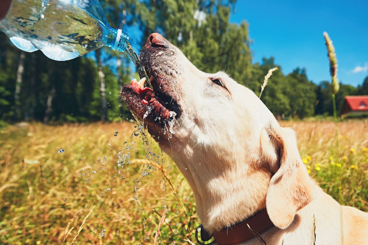 Walking your dog in hot weather? Expert tips to keep pets safe