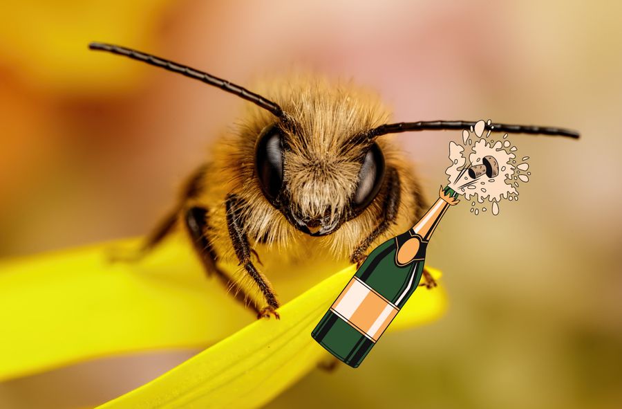 TikTok Eriki Thompson promuje ochronę pszczół