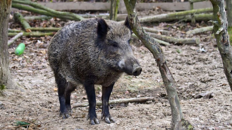 Warszawa. W mieście pojawia się coraz więcej dzików