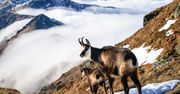 Policzyli kozice w Tatrach. Przyrodnicy wskazują, dlaczego jest ich mniej
