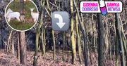 To rzadko spotykane okazy. Leśnicy pokazali nagranie