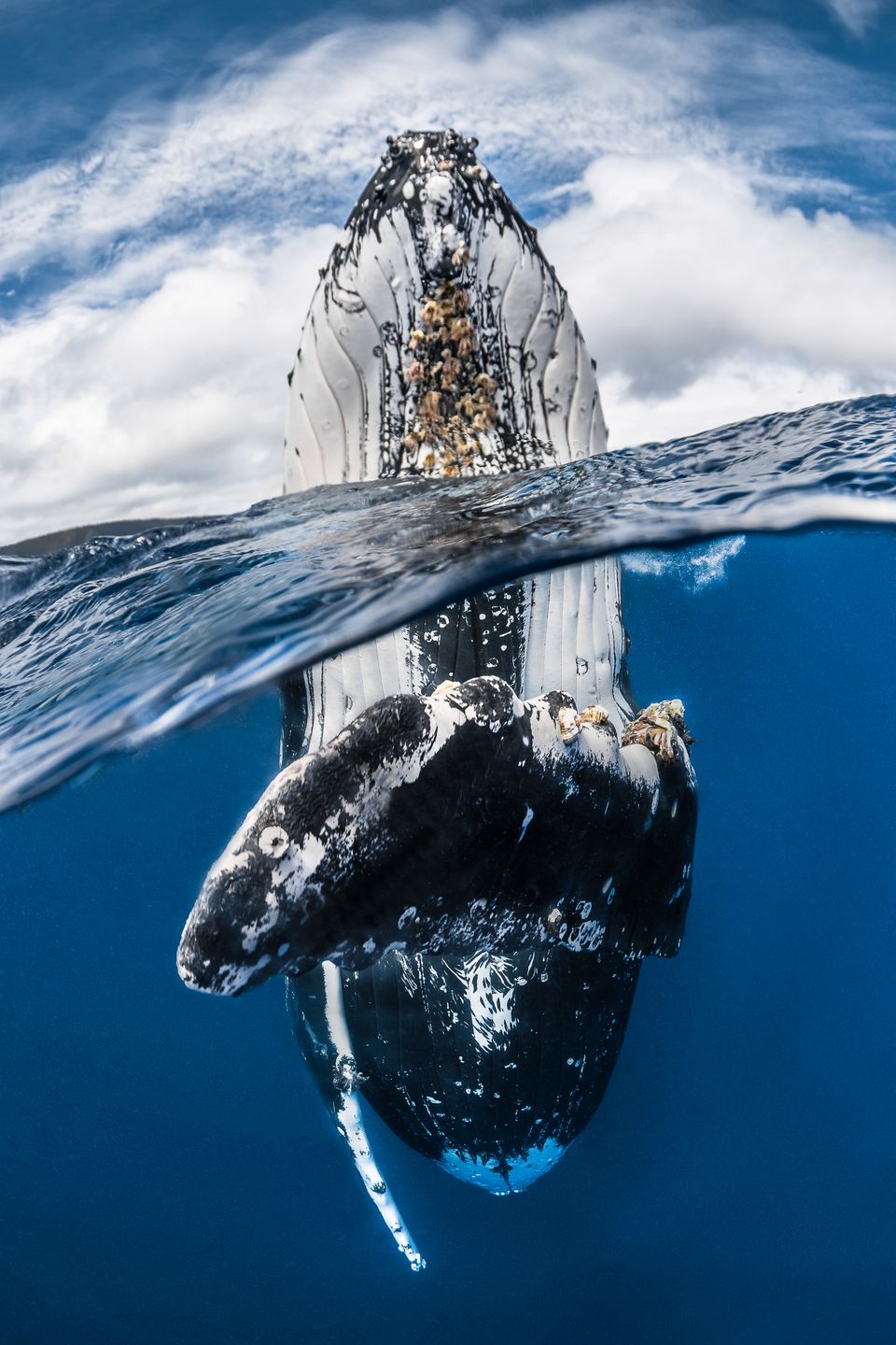 Underwater Photographer of the Year 2018 - niesamowity podwodny świat na wyciągnięcie ręki 5
