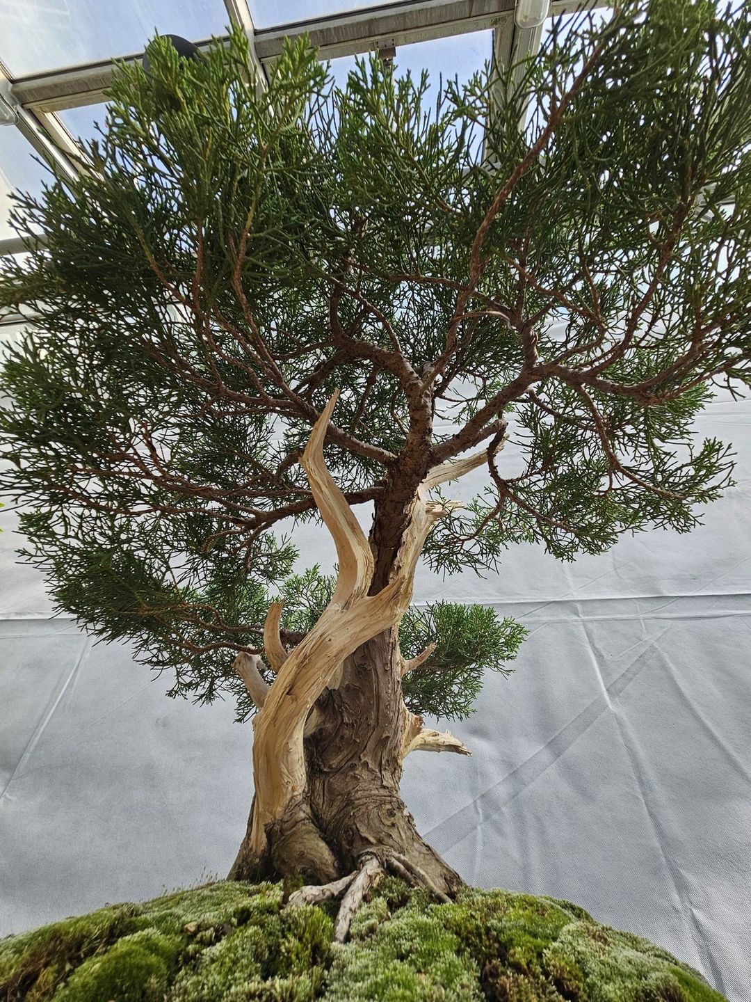 Na wystawie można było obejrzeć najpiękniejsze okazy bonsai