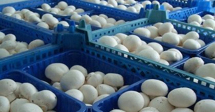 Produkcja pieczarek w Polsce najwyższa w Europie