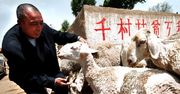 Nihao, a co tam w Chinach?