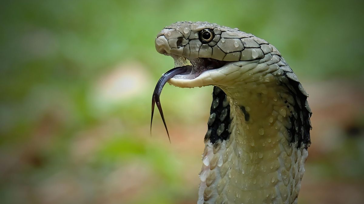 Dwulatek z Indii ugryzł jadowitą kobrę. Chłopiec trafił do szpitala