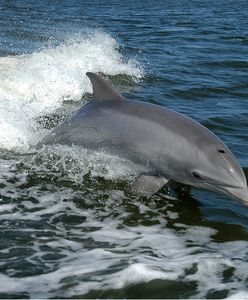 Poparzone delfiny u brzegu Morza Czarnego. To dowód na użycie groźnej broni przez Rosjan
