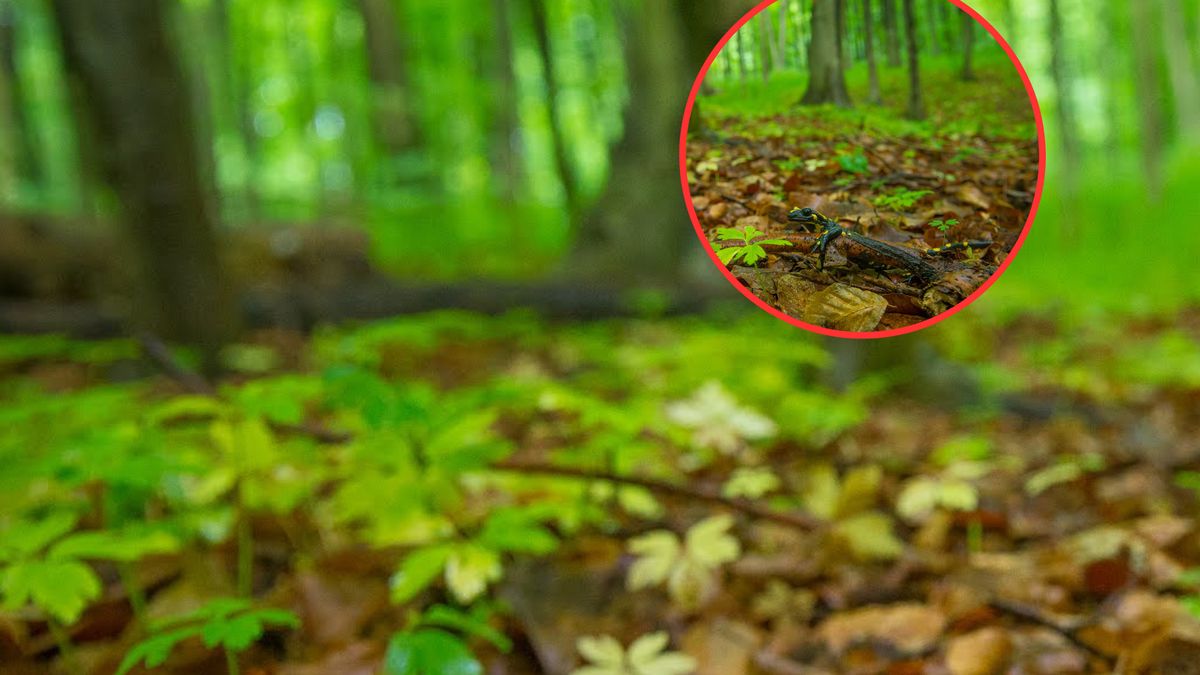 Pierwsze salamandry już na szlakach