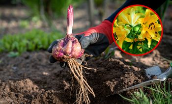 Kiedy sadzić lilie do gruntu? Ten termin jest odpowiedni