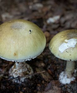 Obiecujące odkrycie: Antidotum na najbardziej trujący grzyb na świecie
