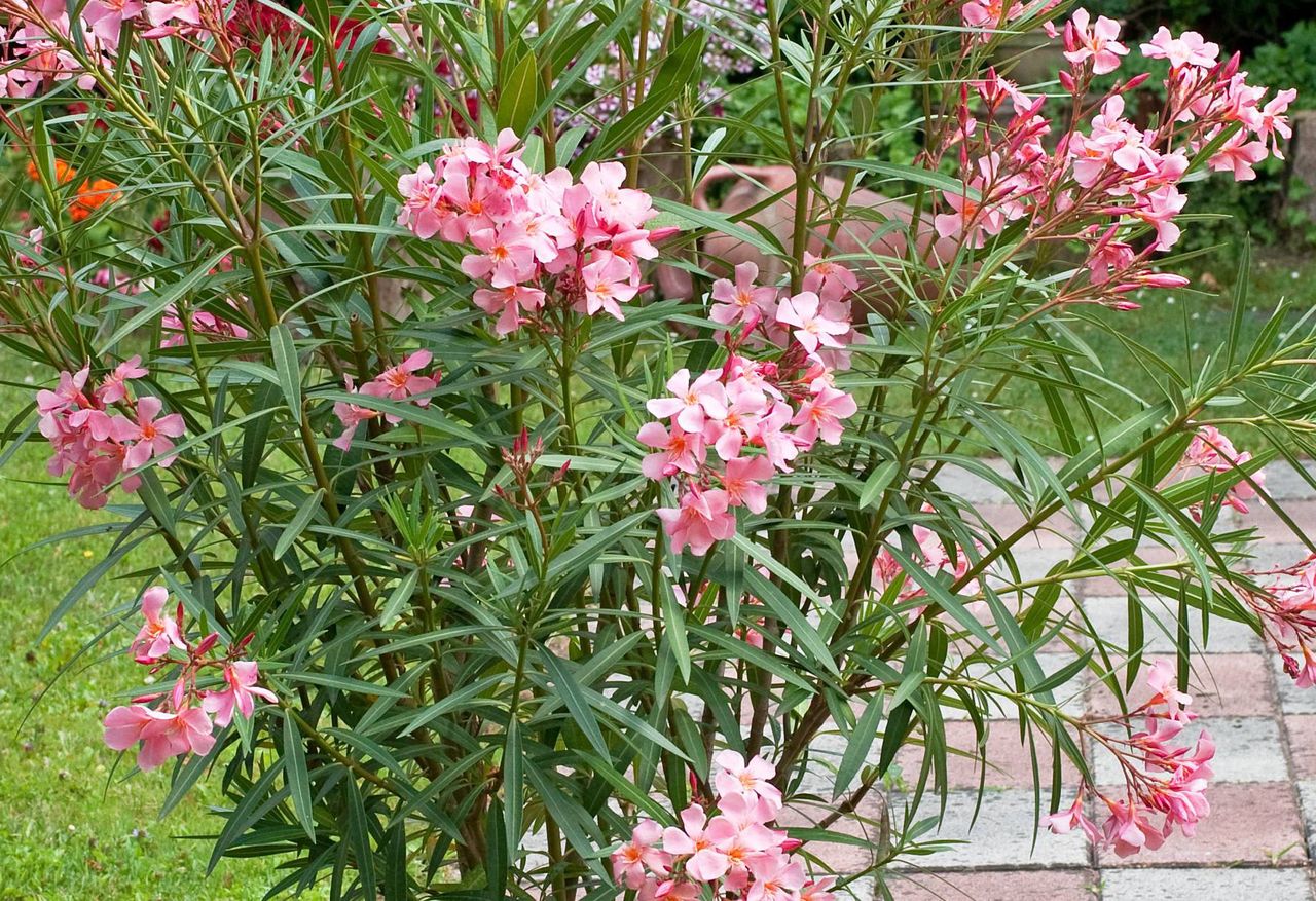 How to prune an oleander?