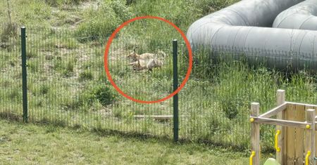 Wideo z Gdańska. Oto co dzieje się na osiedlu