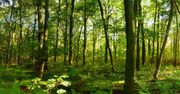 Lasy są zagrożone. Wiele gatunków nie przetrwa zmian klimatu