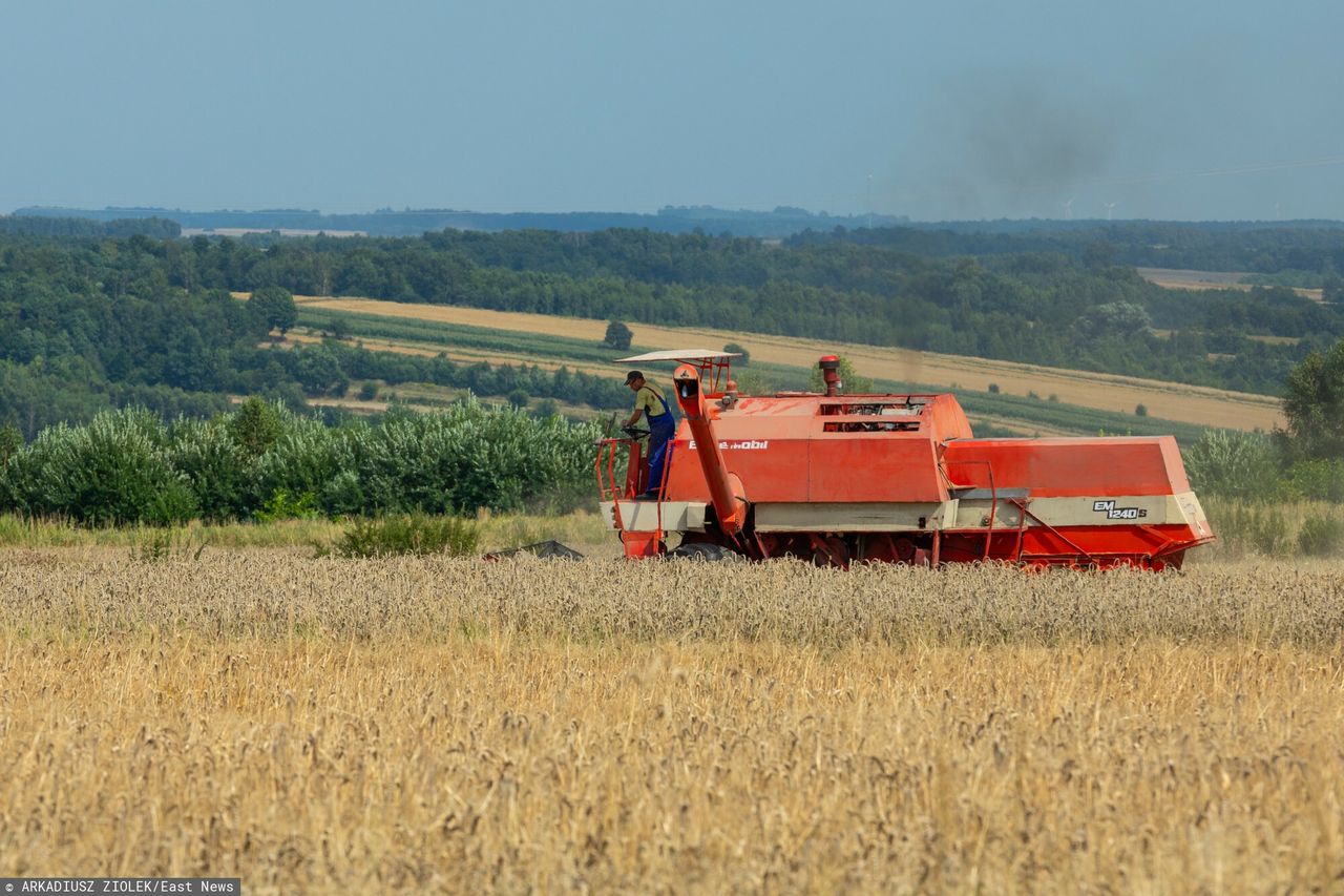 Zboże z Ukrainy trafia do Polski. Są najnowsze dane