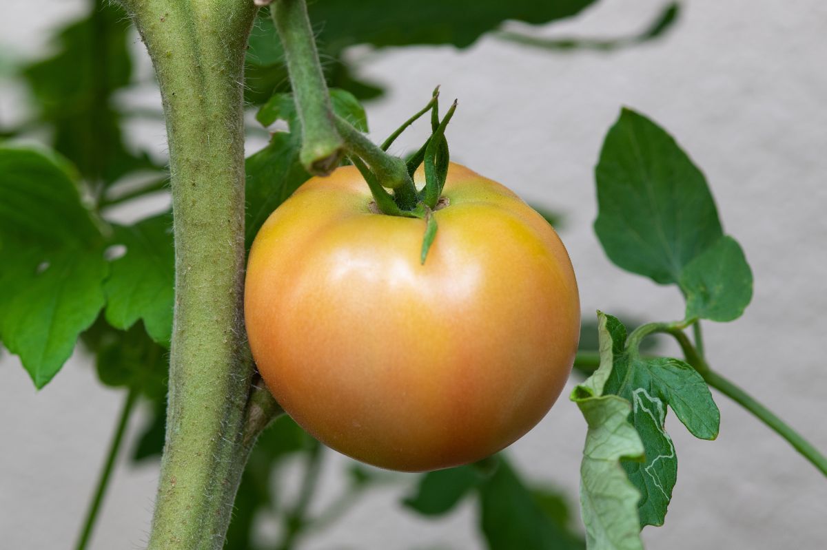 Pomidory są wciąż zielone? Poznaj sposób, dzięki któremu szybciej dojrzeją