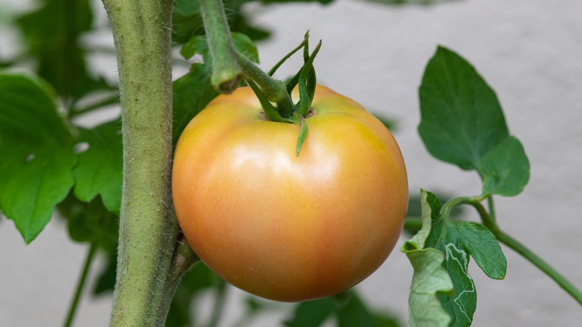 Pomidory nie chcą dojrzeć? Prawdopodobnie popełniłeś prosty błąd