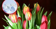 Włóż jedną tabletkę do wazonu z tulipanami. Długo zachowają świeżość