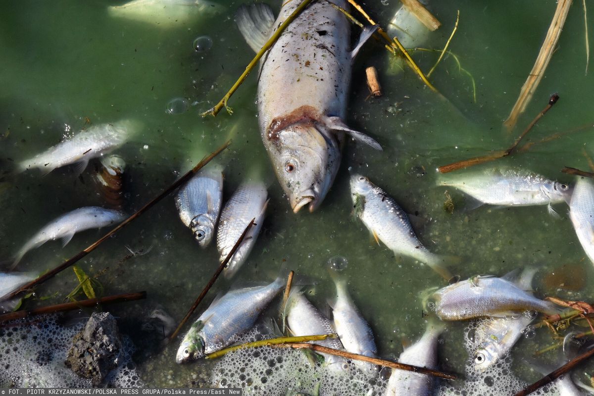 Rzeka Lśnica koło Białogradu wypluła tysiące śniętych ryb 