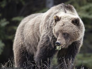Niedźwiedź zaatakował w Bieszczadach. Nie żyje 58-letnia kobieta