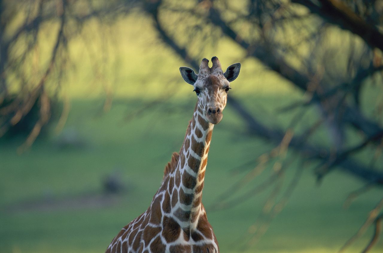 What the giraffe did frightened everyone (illustrative photo).