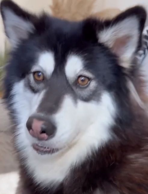 Pomerania started to resemble a wolf or a husky.