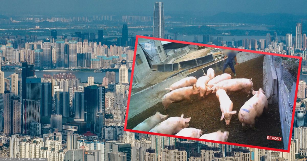 Dziennikarze włoskiej telewizji Rai pokazali wieżowce do hodowli świń, położone nieopodal miasta Wuhan