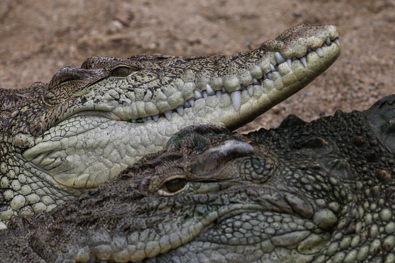 Zaginiony wędkarz odnaleziony w żołądku krokodyla. Makabra w Australii