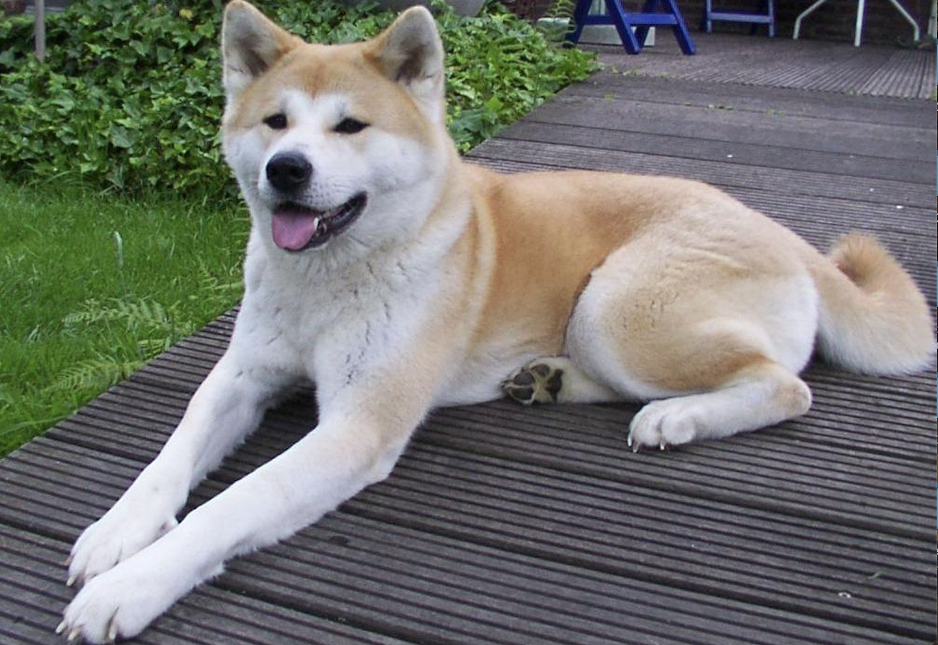 wiadomości,aktualności,WP Wiadomości Zadusił psa metalową linką. Sprawa Timo trafiła do opolskiego sądu