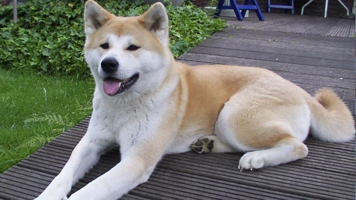 Pies rasy akita (zdjęcie ilustracyjne)