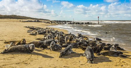 44 martwe foki na plaży nad Bałtykiem. Niemcom kończy się cierpliwość
