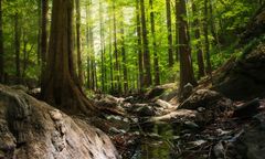 Alert RCB. W dwóch województwach ostrzeżenia przed kapsułką