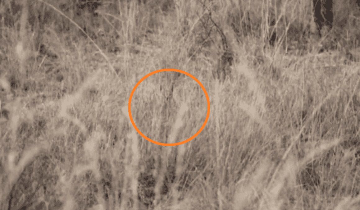 Rozwiązanie zagadki