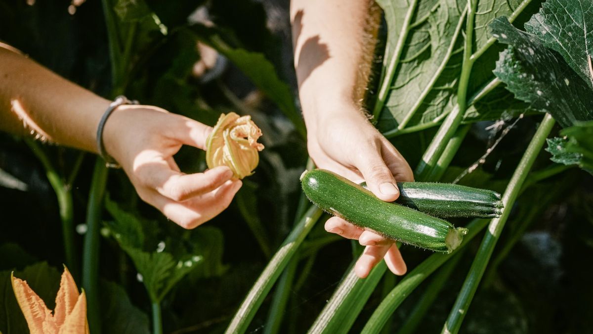 Nigdy nie jedz gorzkiej cukinii. Gdy poczujesz ten smak, od razu ją wyrzuć