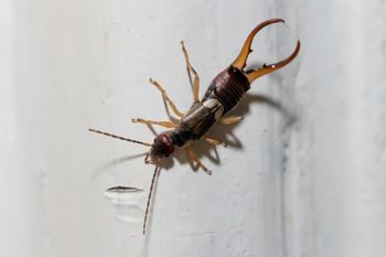Wchodzą do domów. Nigdy ich nie zabijaj