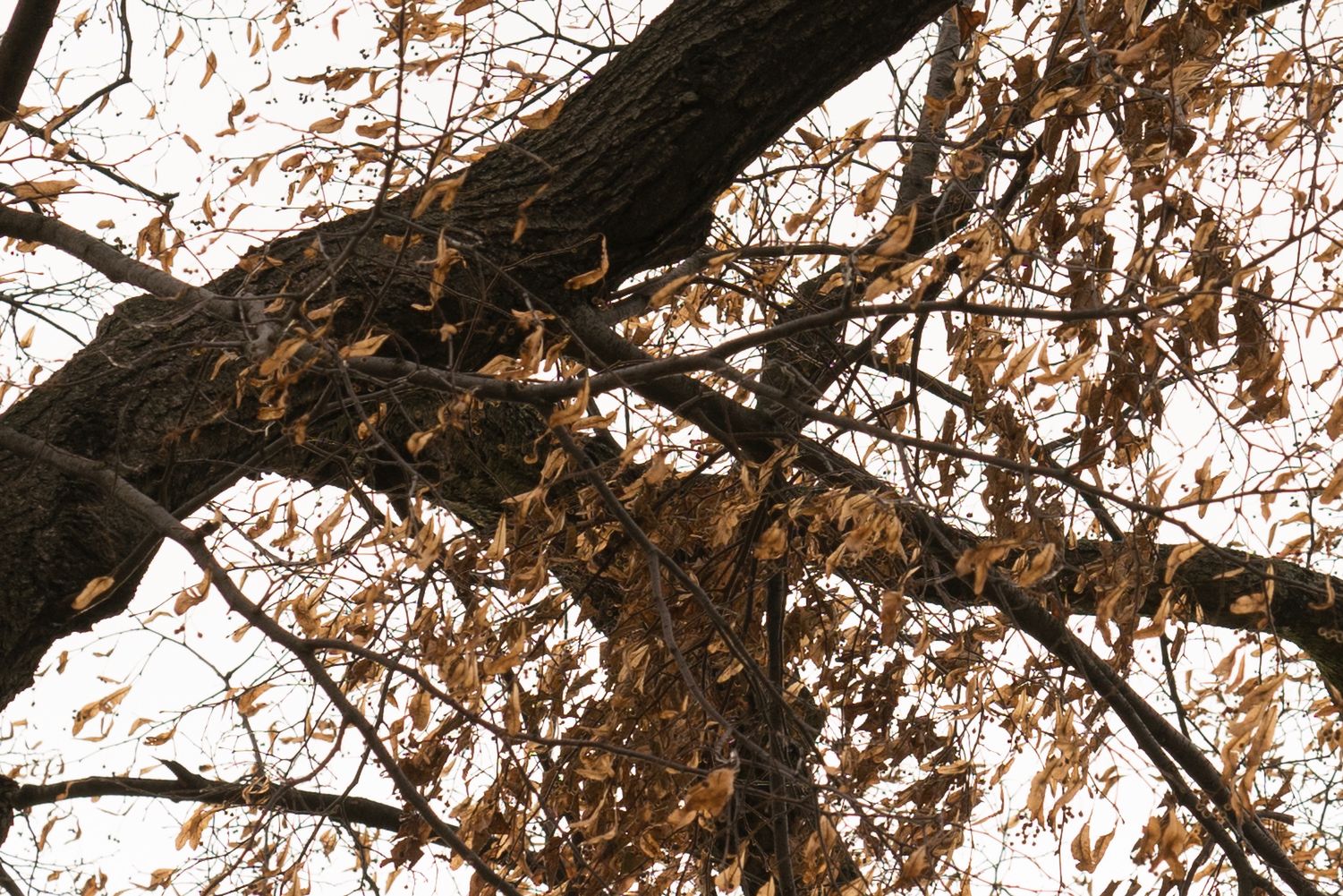 Zeiss Batis 85 mm f/1.8 - test portretówki do Sony A7 24