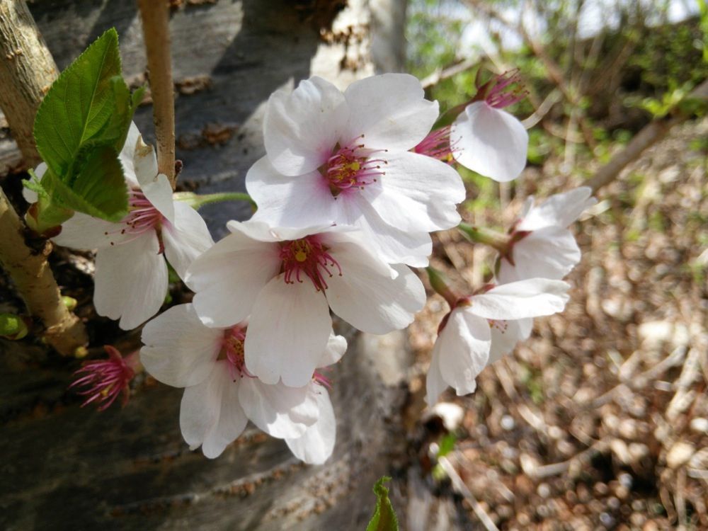 OnePlus One pozuje do zdjęć. Jak prezentuje się "perfekcyjny smartfon"? 14