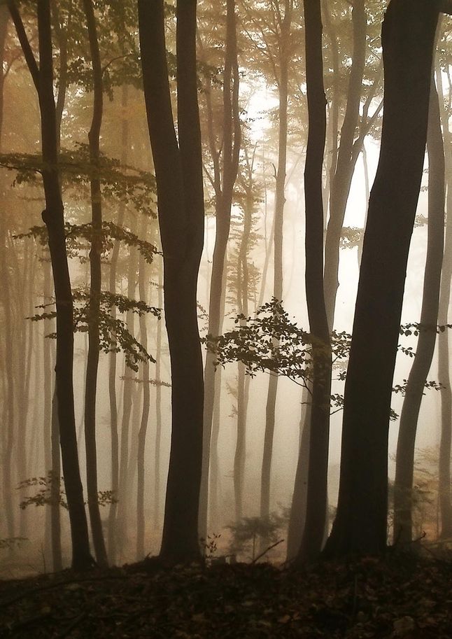 FOREST IN THE FOG
