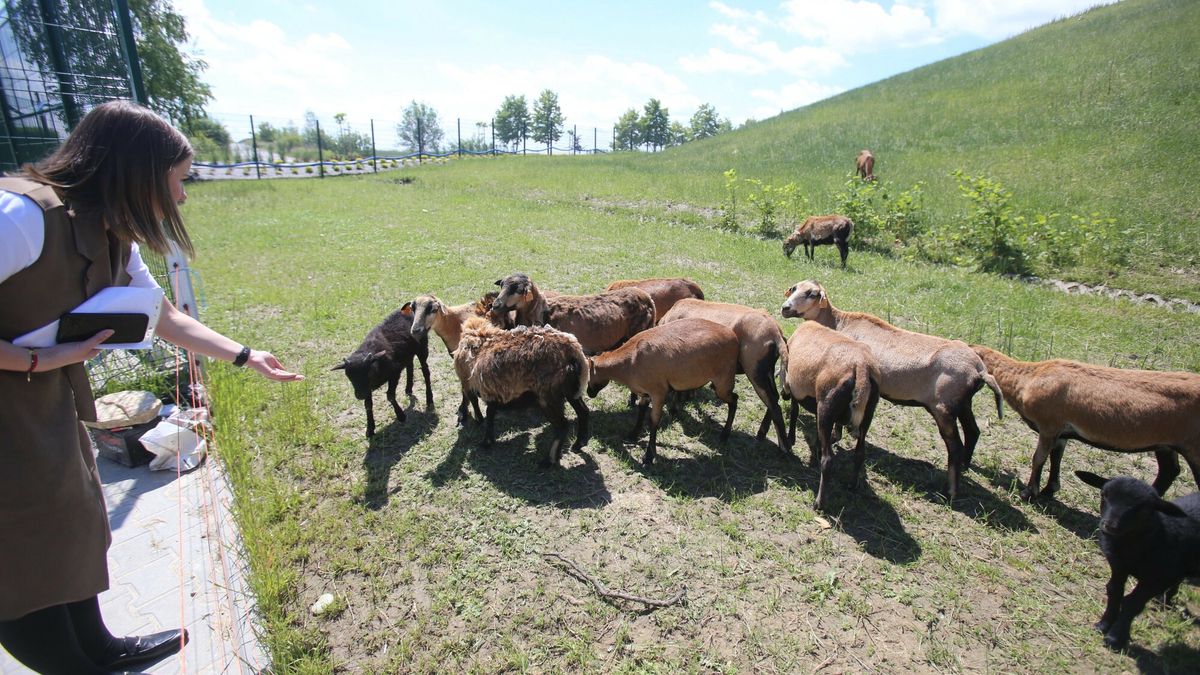 Owce koszące trawę w Gliwicach
