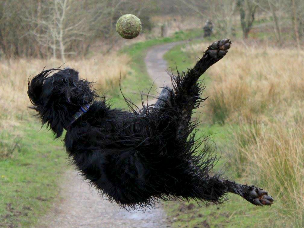 Comedy Pet Photography Awards 2022: Najzabawniejsze zwierzaki świata powracają 9