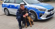 Kutno: Czworonożna policjantka rozpoczęła służbę