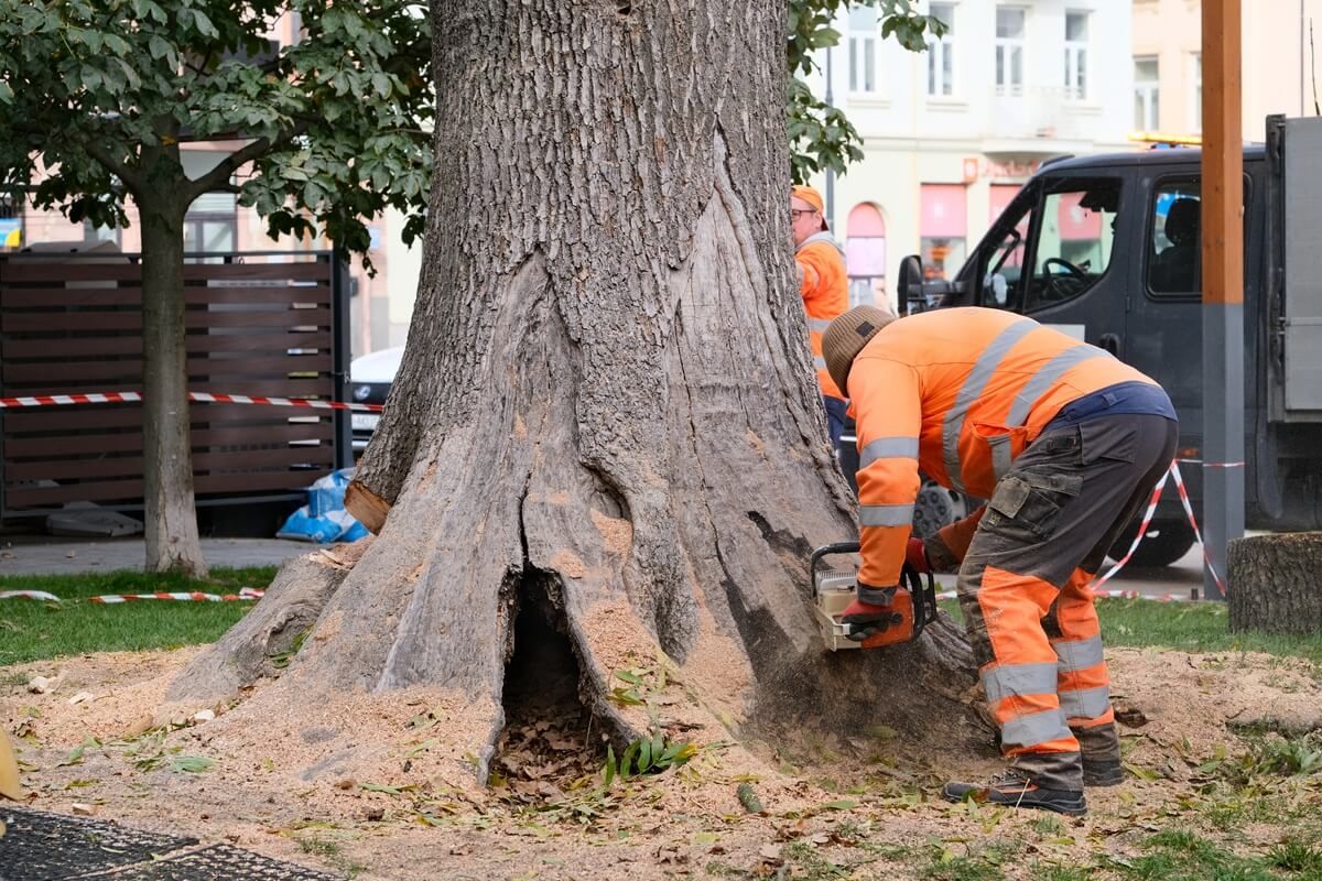 Wycięty jesion na Placu Litewskim