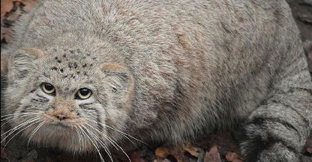 Uciekł z poznańskiego ZOO. Dziś walczy z niemieckim przeciwnikiem