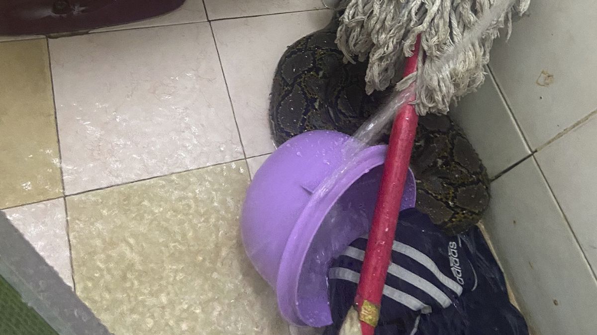 Wąż zaczaił się na mężczyznę w muszli klozetowej