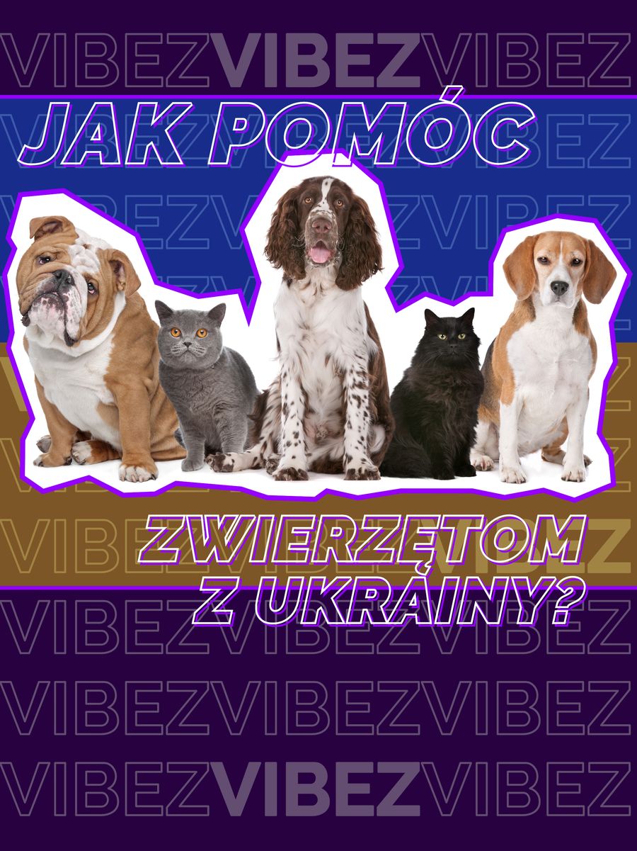 Jak możemy pomóc zwierzętom z Ukrainy?