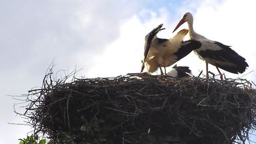 Bociany online - nie tylko w Przygodzicach 1