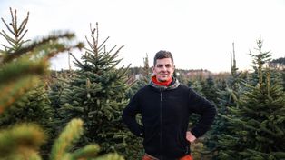 Poznań: Żywe choinki prosto z plantacji. "Ty wybierasz, my wycinamy"