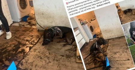Oblewał psa domestosem. Chciał w ten sposób "ukarać" partnerkę