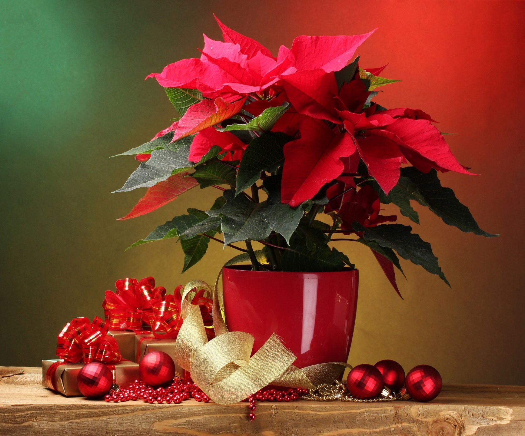 Gwiazda betlejemska może przyciągnąć miłość albo... pieniądzee