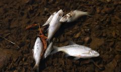 Śnięte ryby na rzece Ner. Zwołano sztab kryzysowy