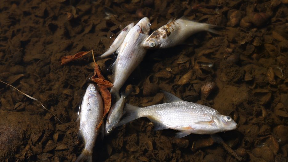 HOHENWUTZEN, GERMANY - AUGUST 12: Fish lie dead on the western bank of the Oder River on August 12, 2022 at Hohenwutzen, Germany. Tens of thousands of fish have turned up dead in recent days along the Oder River that forms the border between Germany and Poland. German authorities say they have detected high levels of mercury in the river and suspect a possible industrial accident up stream in Poland as the cause. Meanwhile people are urged not to bathe in nor to let animals drink from the Oder. (Photo by Sean Gallup/Getty Images)